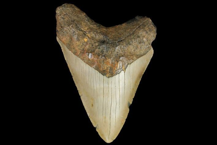 Fossil Megalodon Tooth - North Carolina #109801